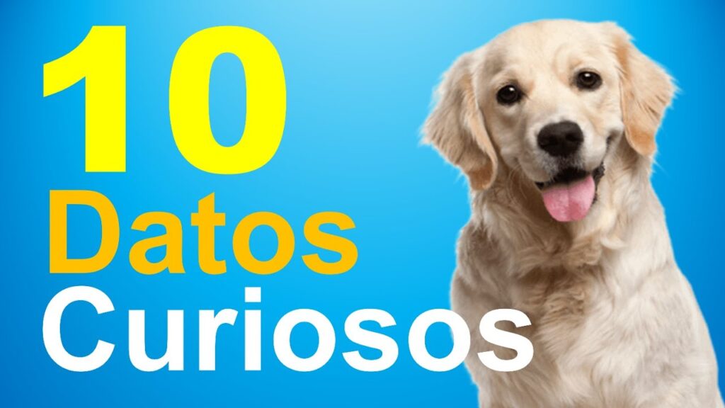 Perro curioso mirando a camara, datos curiosos sobre perros