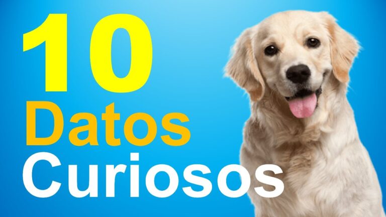 Datos Curiosos sobre Perros: Alimentación, Higiene y Comportamiento