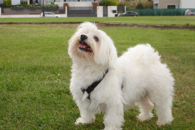 Bichon Maltes de pelo blanco y largo