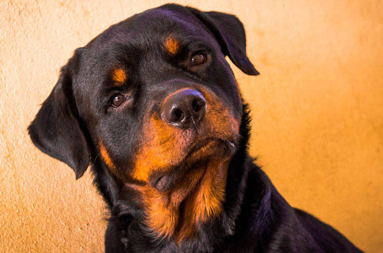 Rottweilers