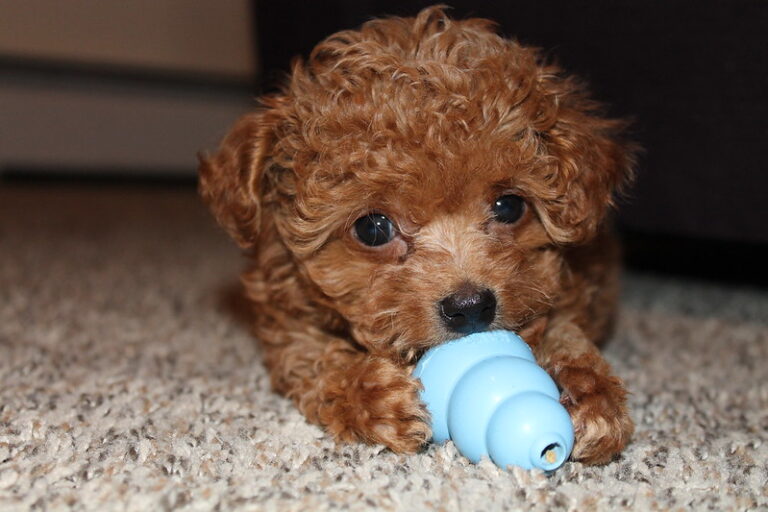 Caniche Toy