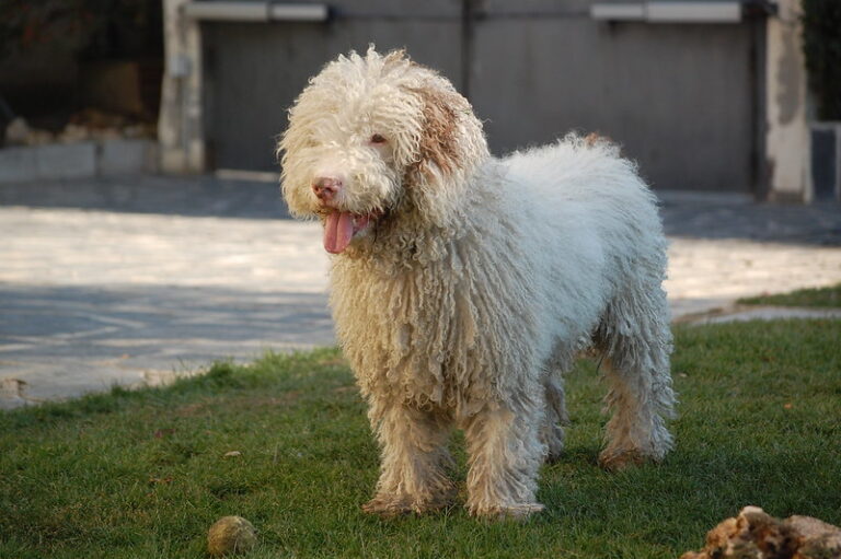 Perro de Agua Español