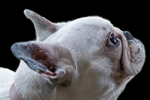 Bulldog Frances