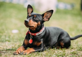 Pinscher