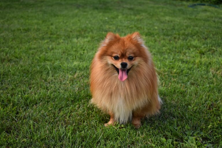 Pomerania