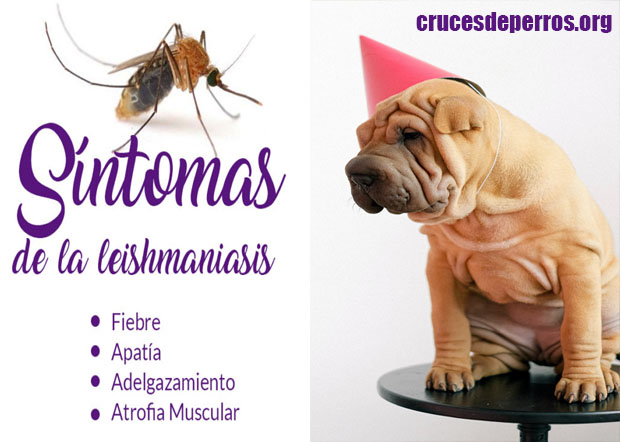 ¿Qué es la Leishmaniosis canina y cómo prevenirla?
