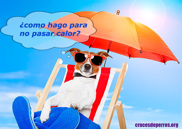 Perro refrescándose con agua en verano