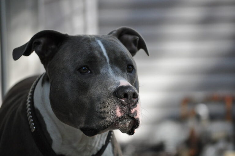 Pitbull