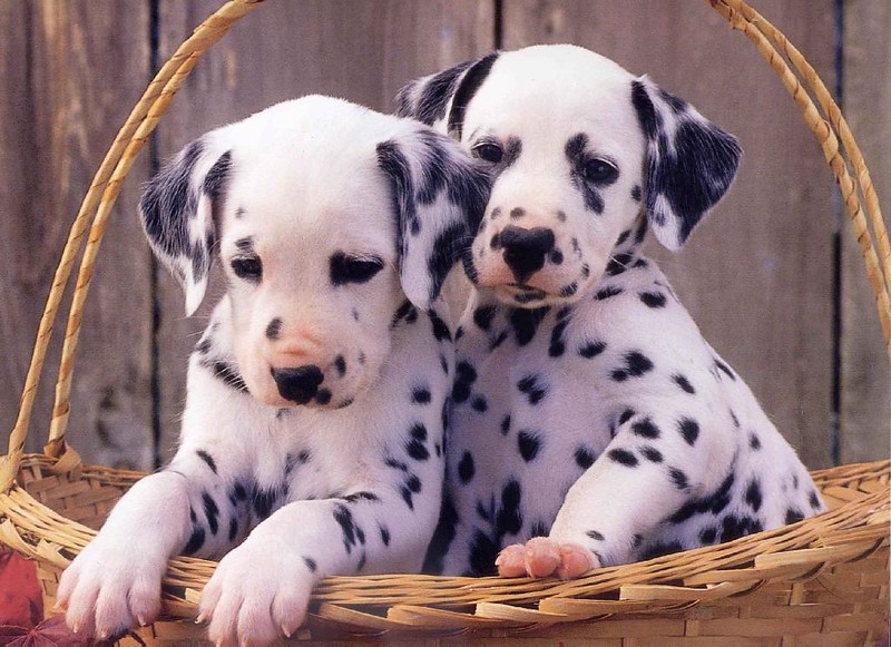 Dalmata de manchas negras sobre pelaje blanco