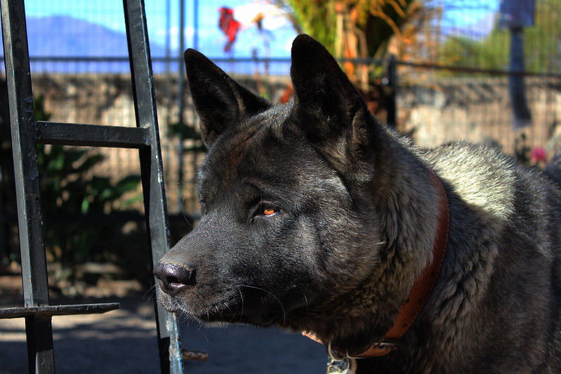 Akita Americano de pie en exterior