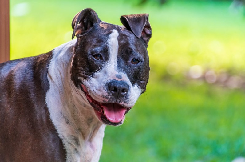 American Staffordshire Terrier