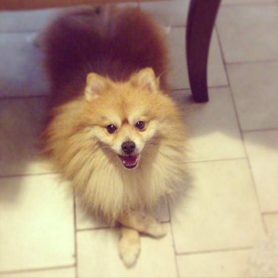 Pomeranio