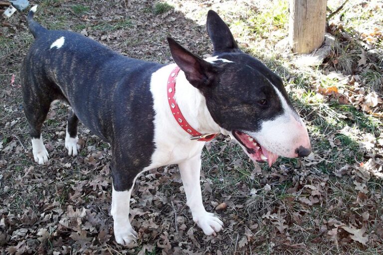 Bull Terrier