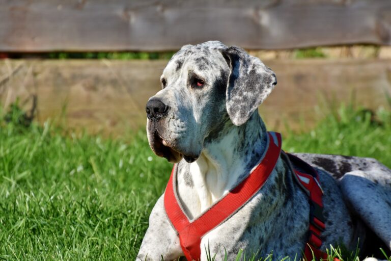 Gran Danes