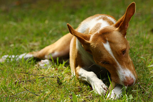 Podenco Andaluz, perro de caza espanol