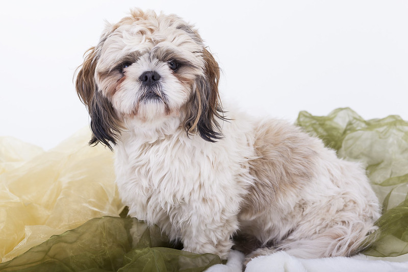 Shih Tzu