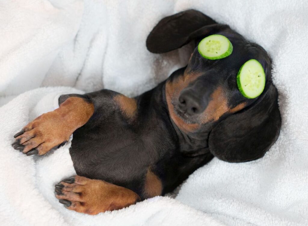 perro en spa
