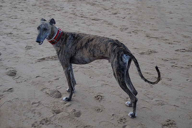 galgo en la playa