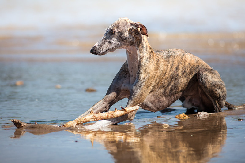 galgo
