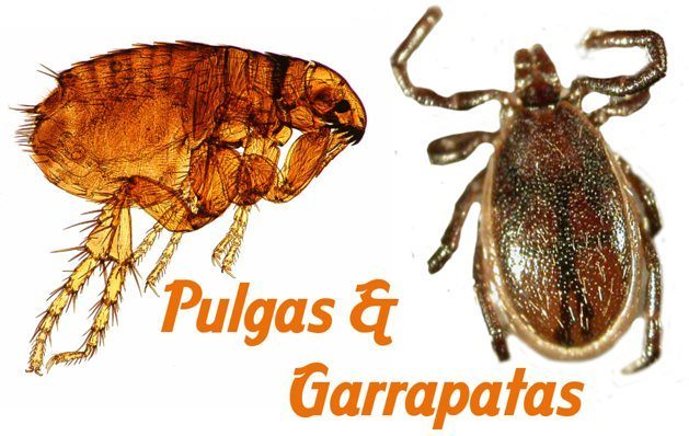 Perro rascándose por una infestación de pulgas y garrapatas