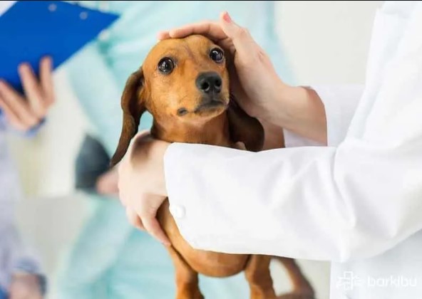 Perro tosiendo, un síntoma que puede indicar un problema respiratorio
