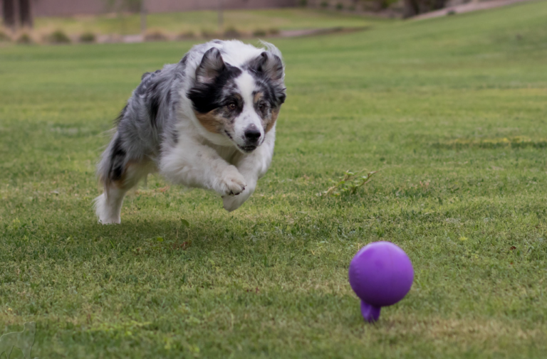 Cómo enseñar a tu perro a jugar a la pelota.