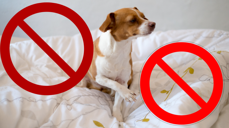 Cómo evitar que tu perro suba a la cama