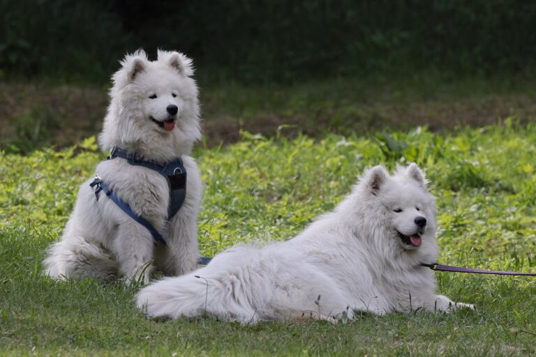 Samoyedo