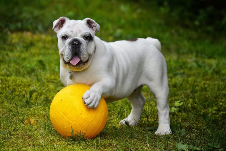 Bulldog Ingles