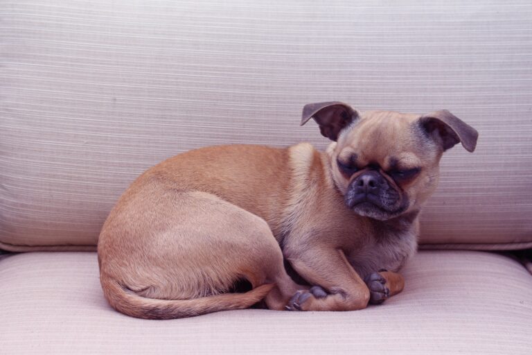 Cruce Pug y Chihuahua