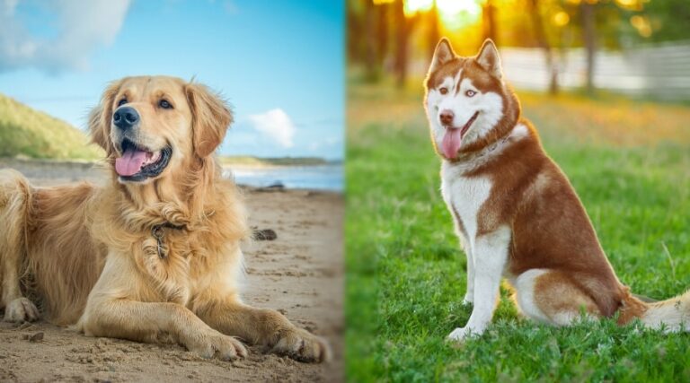 Cruce de Husky y Golden Retriever