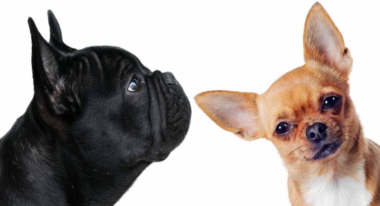 Cruce de Chihuahua y Bulldog Francés