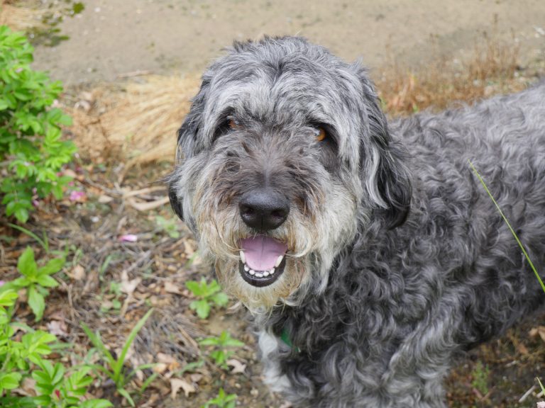Aussiedoodle: cruce de Pastor Australiano y Caniche
