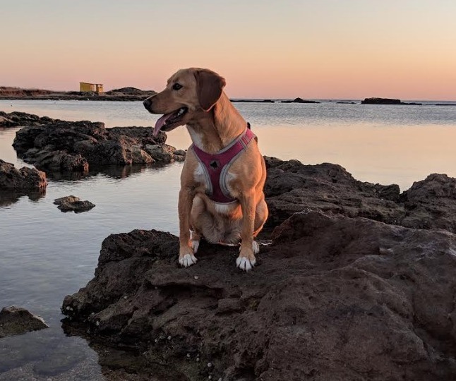Beagador: cruce de Beagle y Labrador