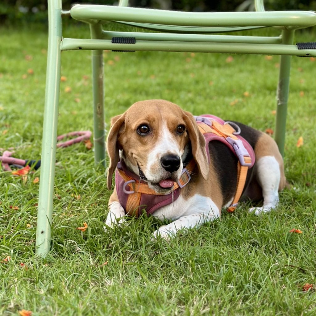 Beagle, raza de perro sabueso de origen inglés