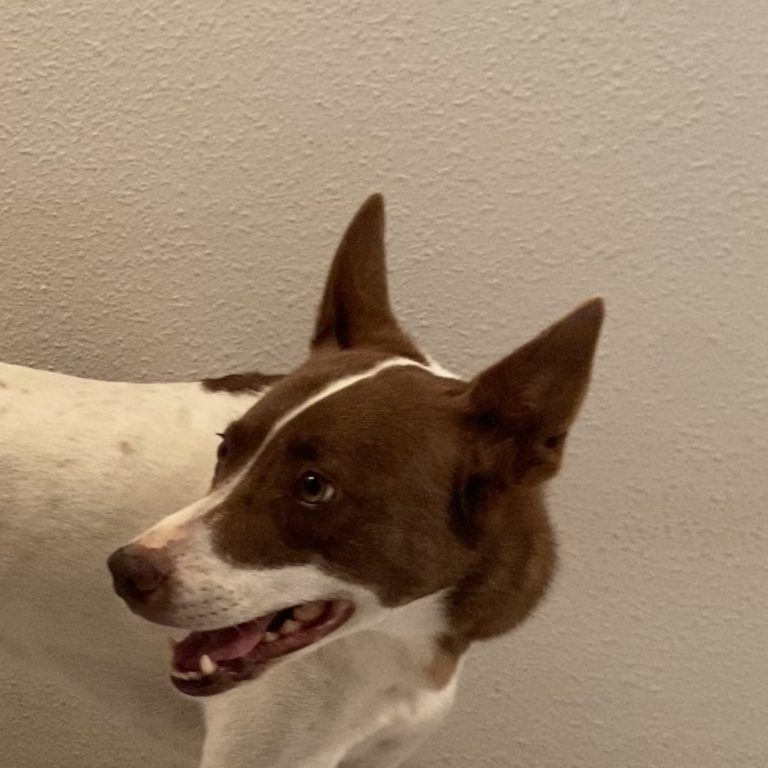 Cruce de Bodeguero con Podenco