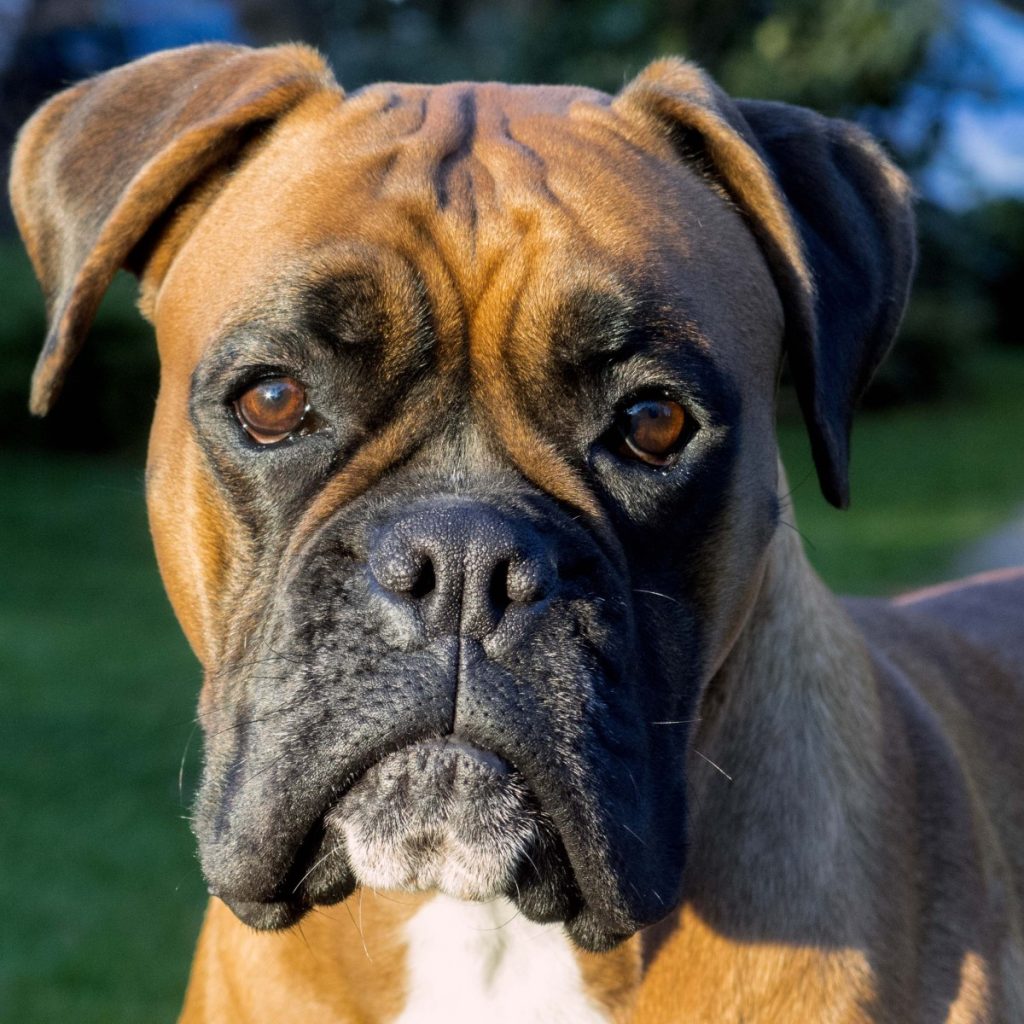 Boxer, raza de perro alemana de tamaño mediano-grande