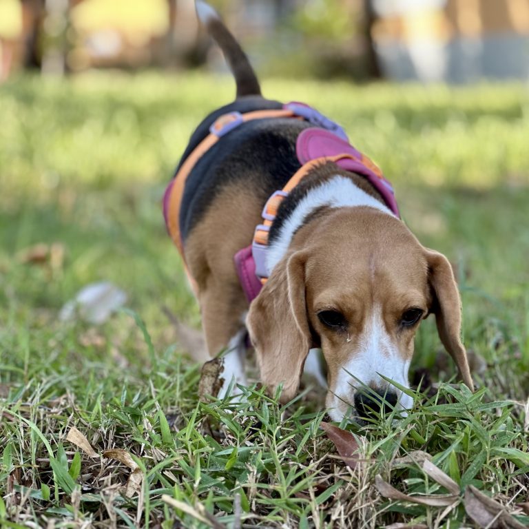 Educar a un cachorro para hacer sus necesidades fuera de casa (y qué es el mushing)