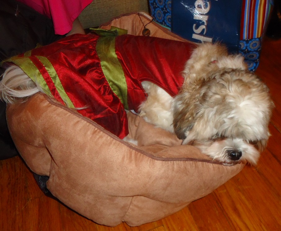 Perro durmiendo tranquilamente en su cama
