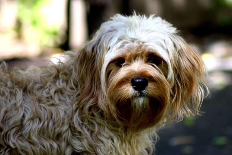 Cavapoo: cruce de Cavalier King Charles y Caniche