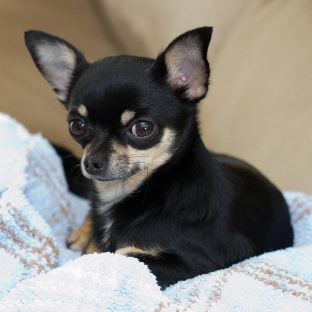 Chihuahua de pelo corto negro y fuego, retrato