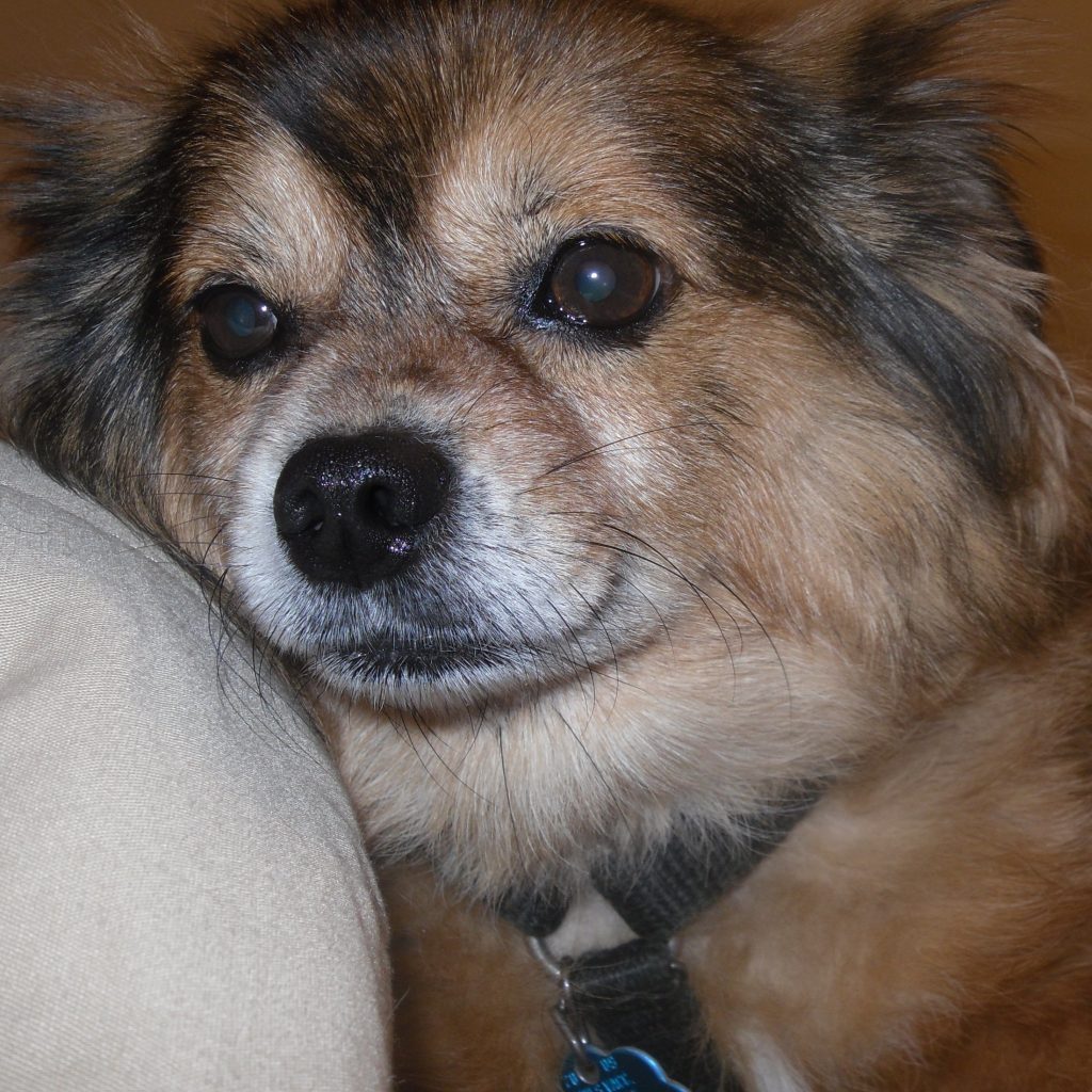 Cruce de Chihuahua con Pomerania (Pomchi)