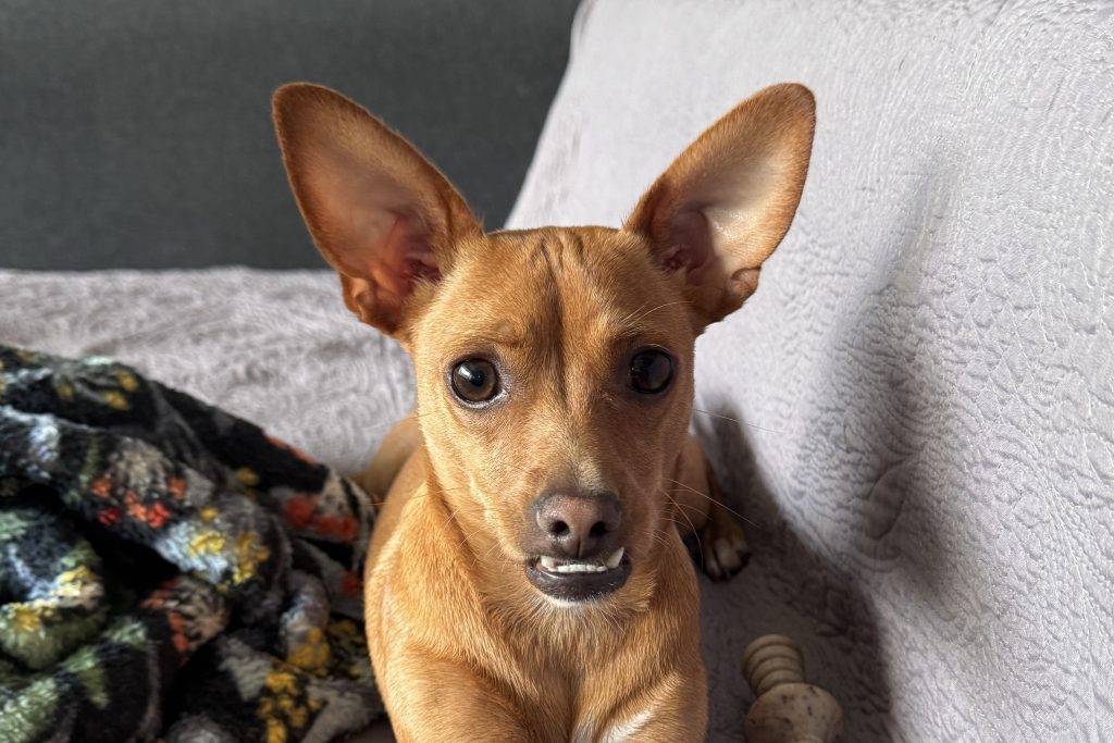 Chipin, cruce de Chihuahua y Pincher