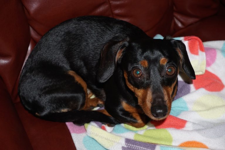 Chiweenie: cruce de Chihuahua y Teckel