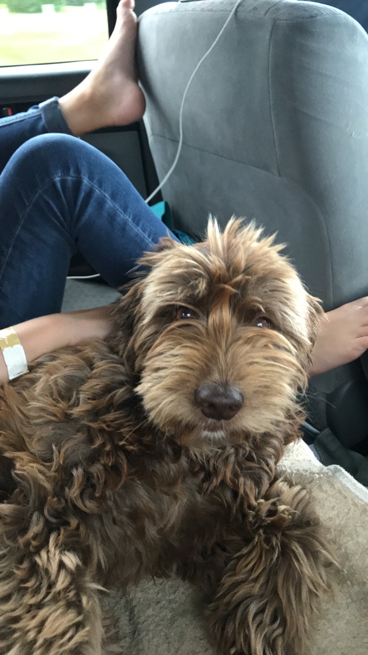 Cockapoo: cruce de Cocker Spaniel y Caniche