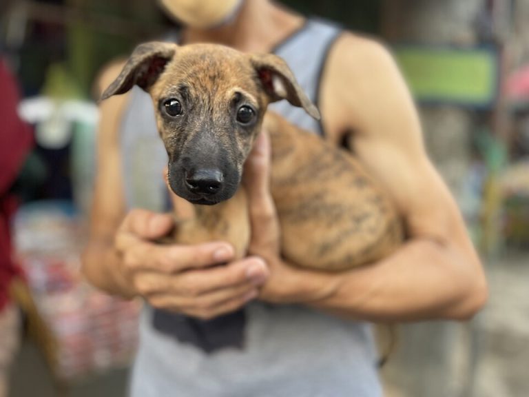 Cómo coger a un perro en brazos sin hacerle daño