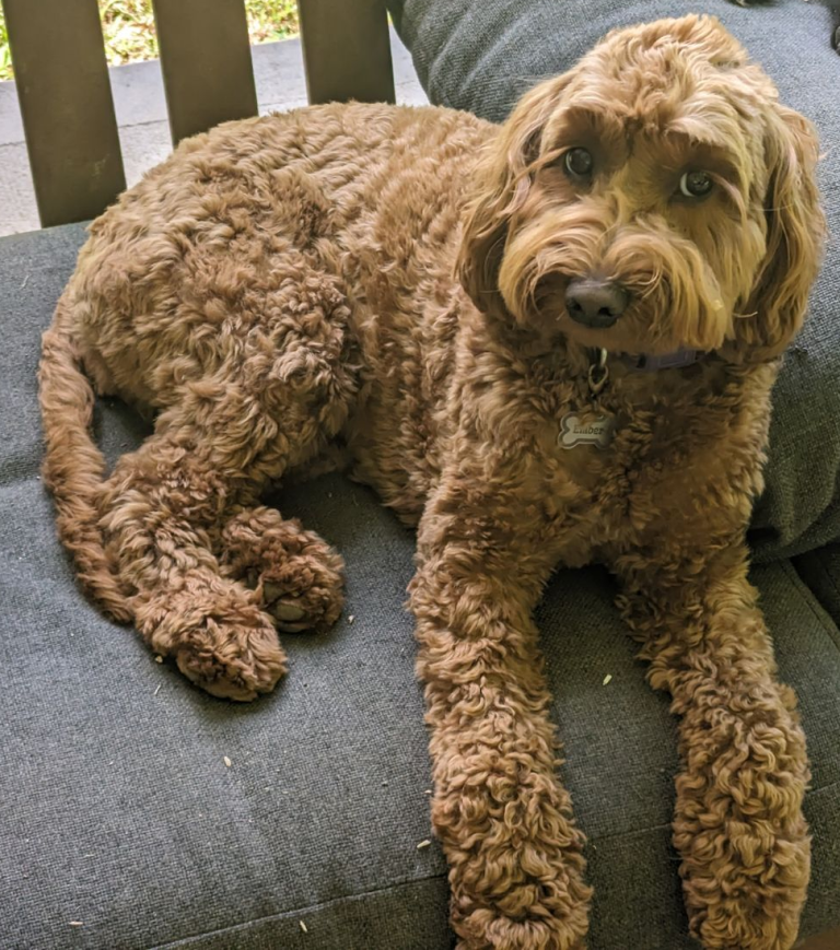 Goldendoodle: cruce de Golden Retriever y Caniche