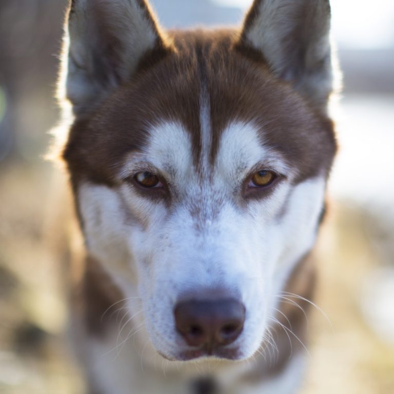 Husky Siberiano