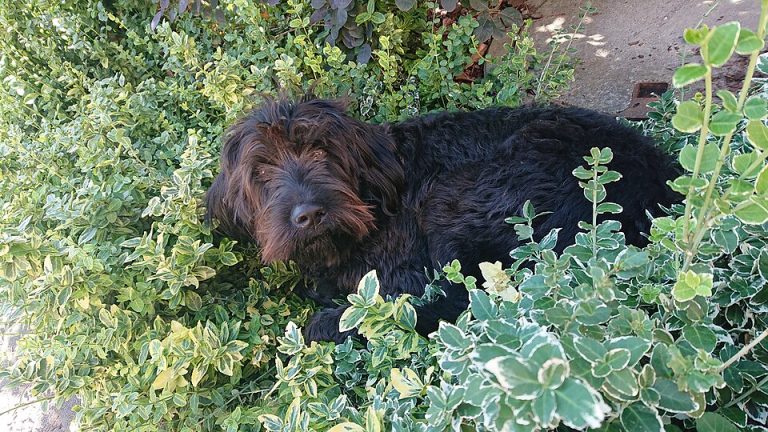 Labradoodle: cruce de Labrador y Caniche