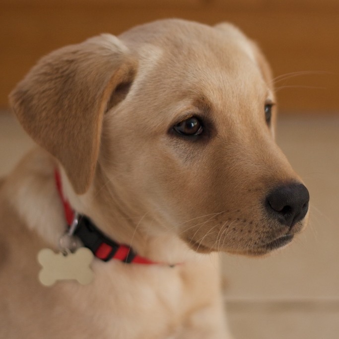 Cruce de Labrador con Golden Retriever